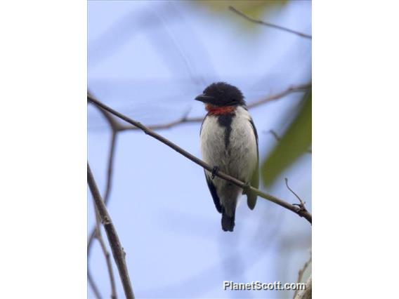 Red-chested Flowerpecker (Dicaeum maugei) - Male