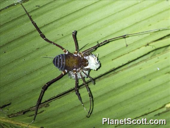 Cranaid Harvestman (Phalangodus kuryi)