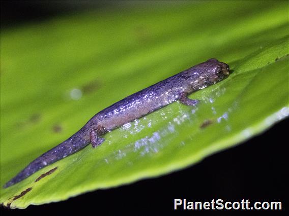 Savage's Mushroomtongue Salamander (Bolitoglossa savagei)