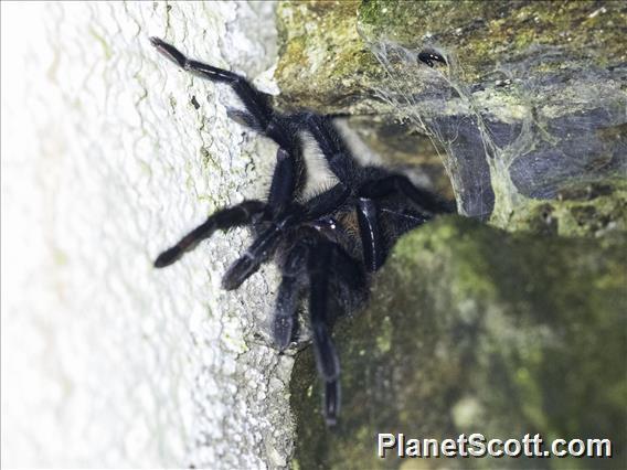 Tarantula (Spinosatibiapalpus sp)