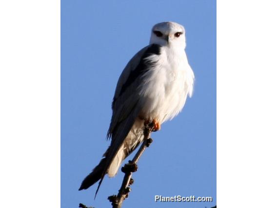 Black-shouldered Kite (Elanus caeruleus) 