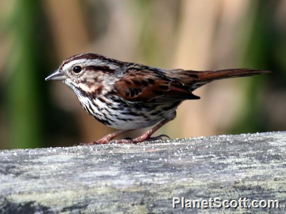 Song Sparrow (Melospiza melodia) 