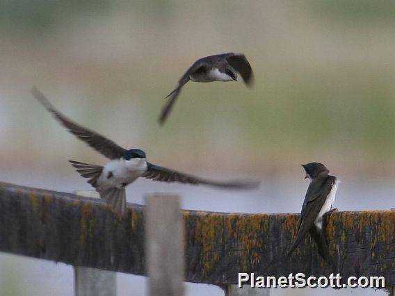 Tree Swallow (Tachycineta bicolor) 