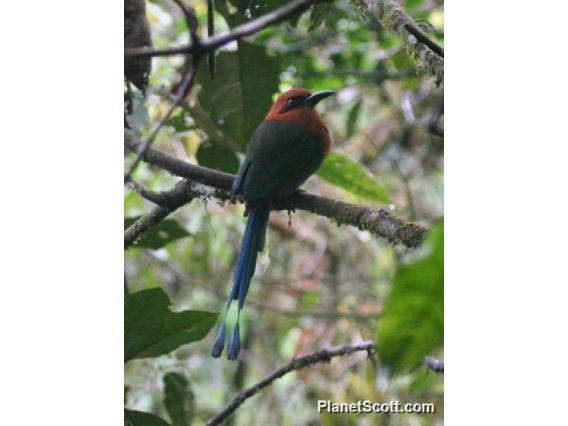 Broad-billed Motmot (Electron platyrhynchum) 