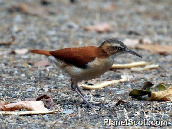 Pacific Hornero (Furnarius cinnamomeus) 