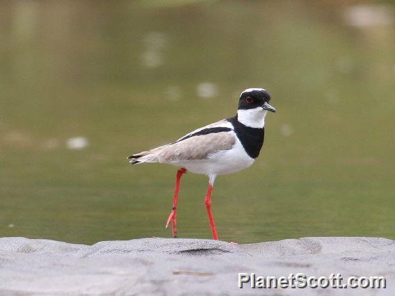 Pied Lapwing (Vanellus cayanus) 