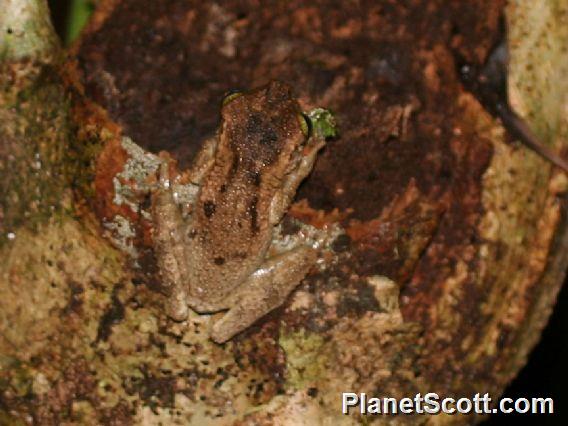 Manaus Spiny-backed Frog (Osteocephalus taurinus ) 