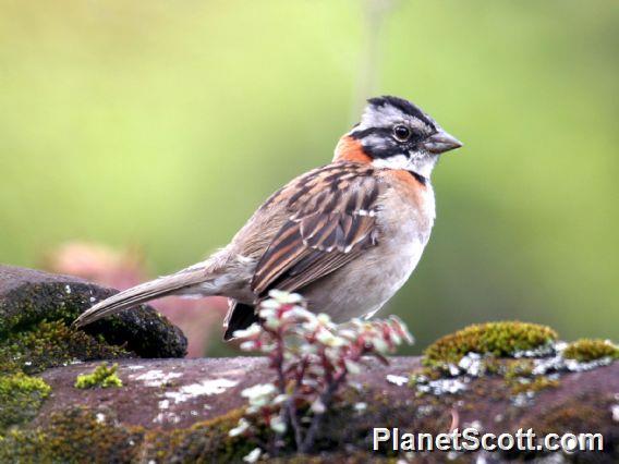 Rufous-collared Sparrow (Zonotrichia capensis) 