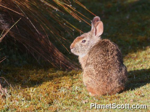 Andean Tapeti (Sylvilagus andinus) 