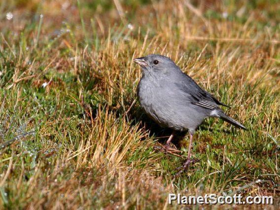 Plumbeous Sierra-Finch (Geospizopsis unicolor) Male