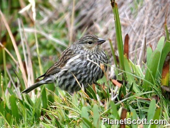 Plumbeous Sierra-Finch (Geospizopsis unicolor) Female