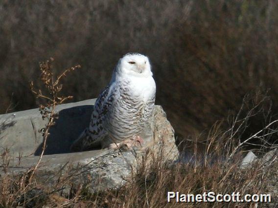 Snowy Owl (Nyctea scandiaca) 