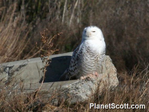 Snowy Owl (Nyctea scandiaca) 