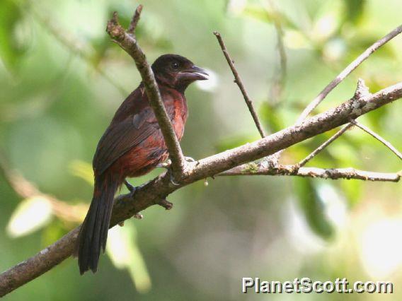 Silver-beaked Tanager (Ramphocelus carbo) 