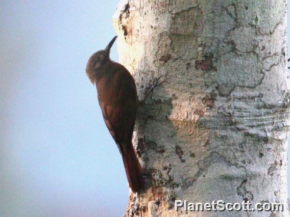 Plain-brown Woodcreeper (Dendrocincla fuliginosa) 