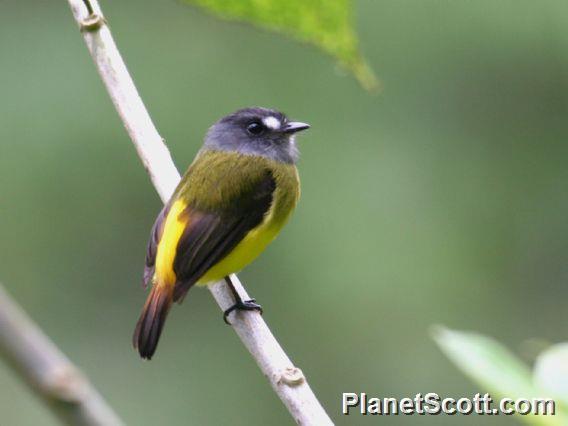 Ornate Flycatcher (Myiotriccus ornatus) 