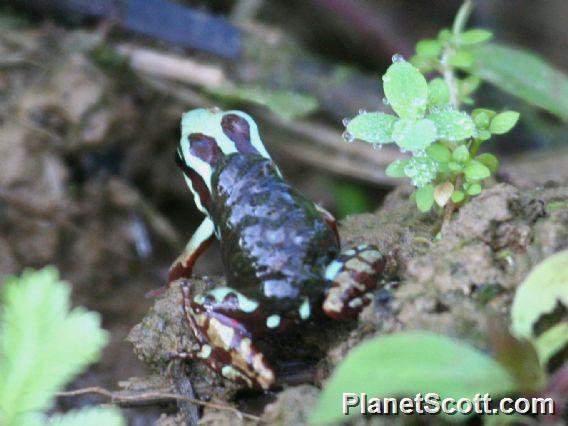 Anthony's Poison Frog (Epipedobates anthonyi) 