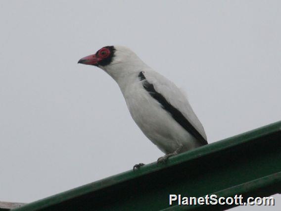 Masked Tityra (Tityra semifasciata) 