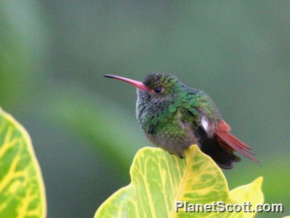 Rufous-tailed Hummingbird (Amazilia tzacatl) 