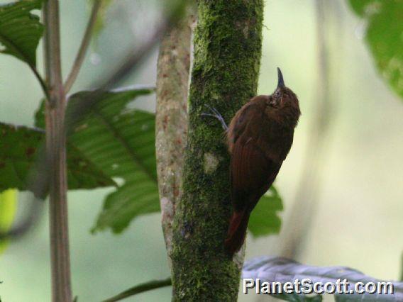 Plain-brown Woodcreeper (Dendrocincla fuliginosa) 