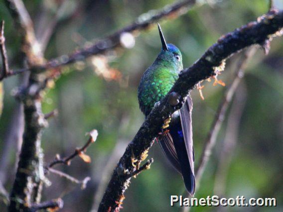 Sapphire-vented Puffleg (Eriocnemis luciani) 