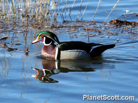 Wood Duck (Aix sponsa) 