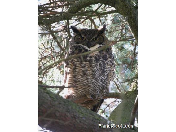 Great Horned Owl (Bubo virginianus) 