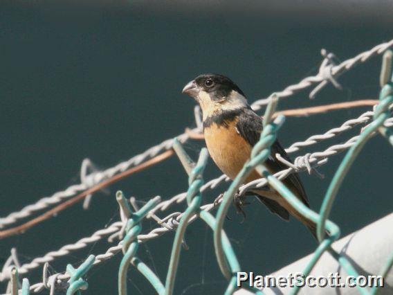 Cinnamon-rumped Seedeater (Sporophila torqueola) Male