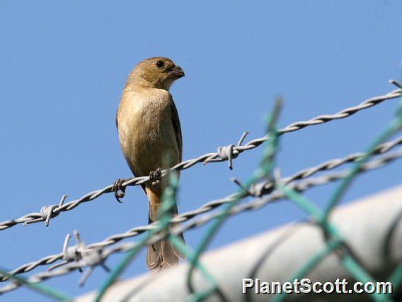 Cinnamon-rumped Seedeater (Sporophila torqueola) Female