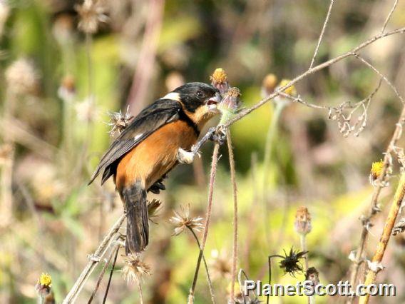 Cinnamon-rumped Seedeater (Sporophila torqueola) Male Feeding