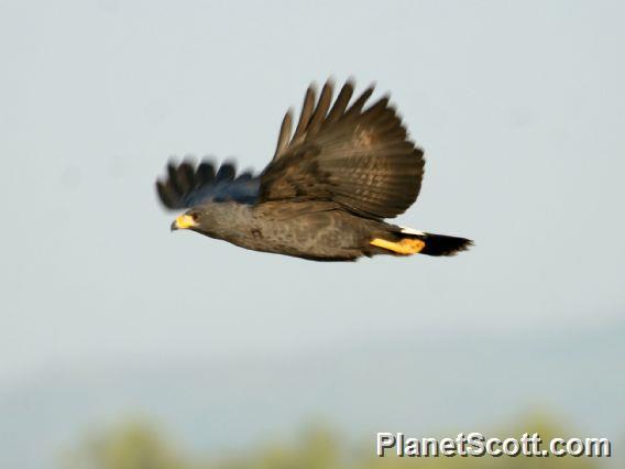 Common Black Hawk - Buteogallus anthracinus - Birds of the World