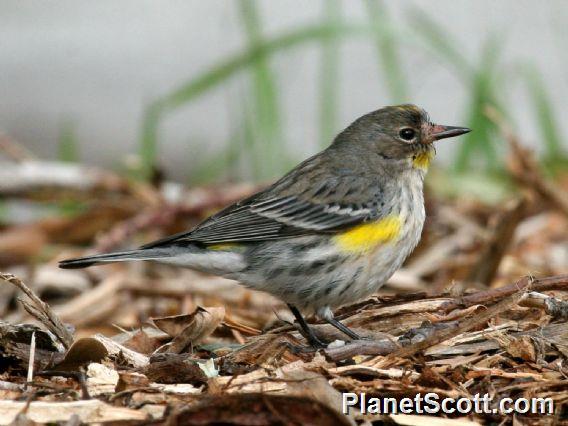 Yellow-rumped Warbler (Dendroica coronata) Male Audubon's Ssp.