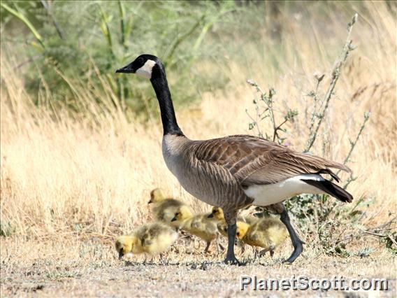 Canada Goose (Branta canadensis) 