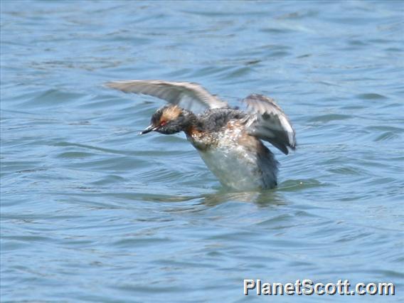 Horned Grebe (Podiceps auritus) 