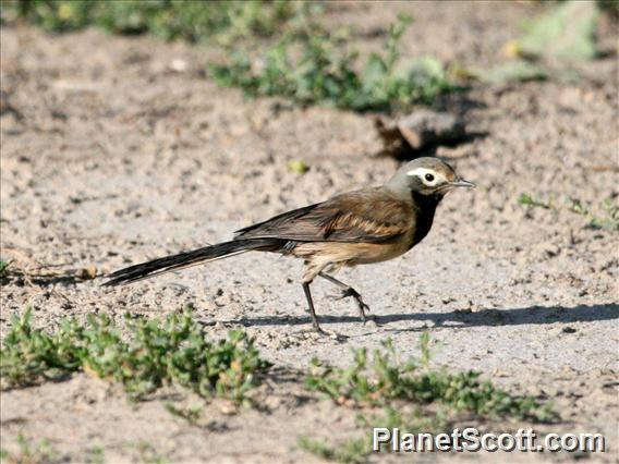 White Wagtail (Motacilla alba) Male, stained feathers