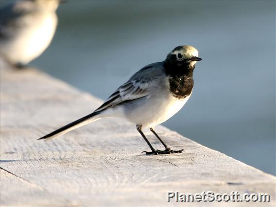 White Wagtail (Motacilla alba) Male, Central Asia Form