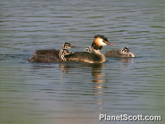 Great Crested Grebe (Podiceps cristatus) 