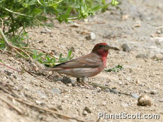 Common Rosefinch (Carpodacus erythrinus) Male