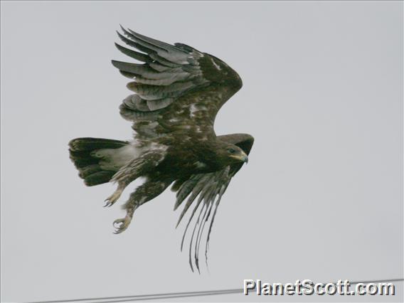 Greater Spotted Eagle (Clanga clanga) 