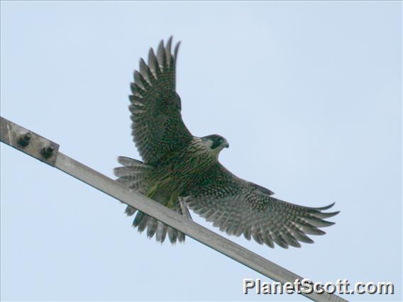 Eurasian Hobby (Falco subbuteo) 