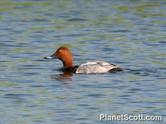 Common Pochard (Aythya ferina) Male