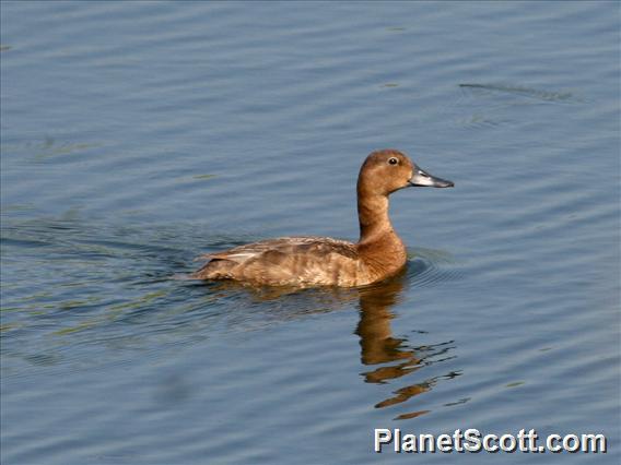 Common Pochard (Aythya ferina) Female