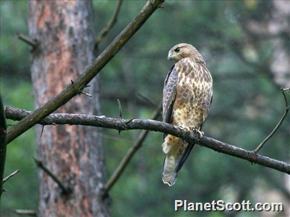 Common Buzzard (Buteo buteo) Juvenile