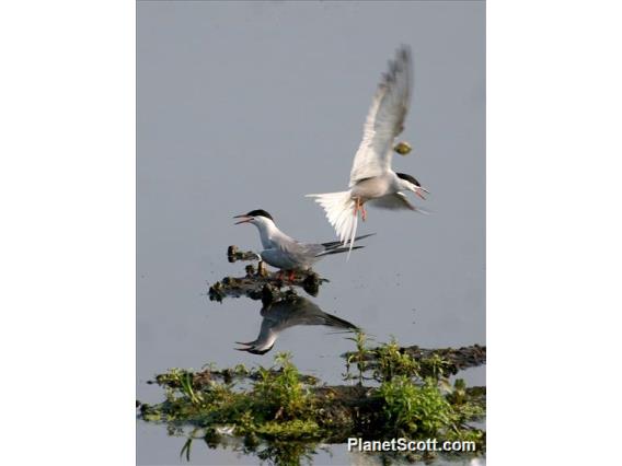 Common Tern (Sterna hirundo) 