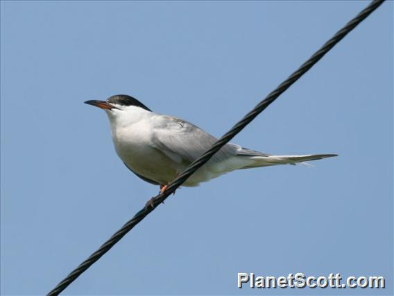 Common Tern (Sterna hirundo) 