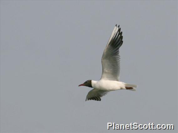 Common Black-headed Gull (Larus ridibundus) 