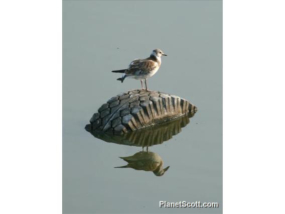 Common Black-headed Gull (Larus ridibundus) Juvenile