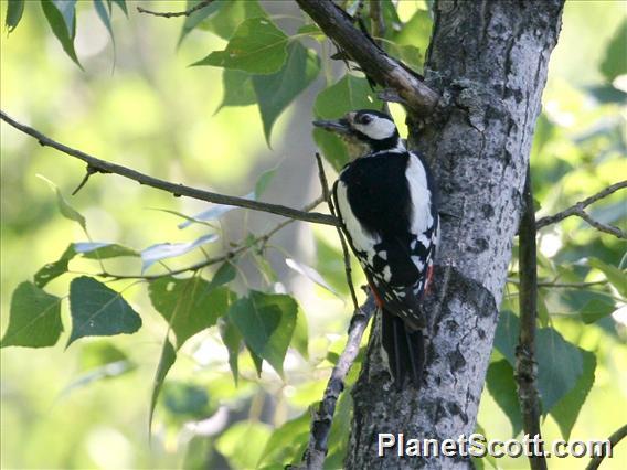 Great Spotted Woodpecker (Dendrocopos major) Female