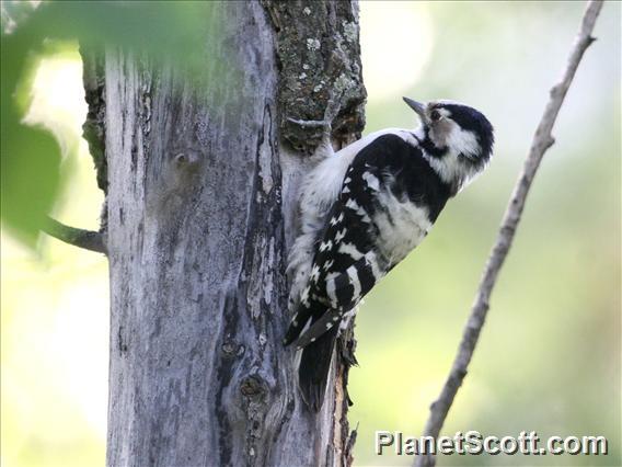 Lesser Spotted Woodpecker (Dendrocopos minor) Female