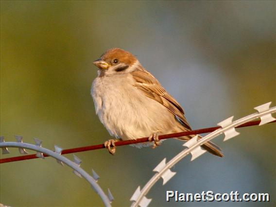 Eurasian Tree Sparrow (Passer montanus) 